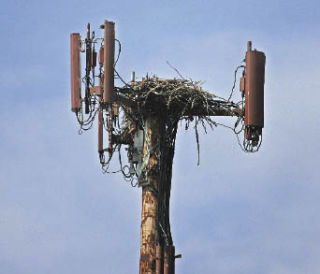 An osprey nest atop a cell-phone tower near Northeast Fourth Street and Union Avenue Northeast.